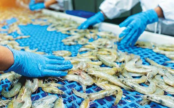 Shrimp traders fear $1 bn loss as long-term US contracts face heat