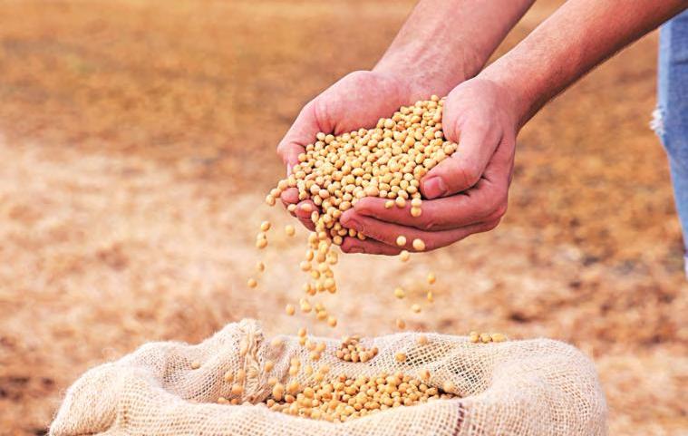 Lessons from soybean