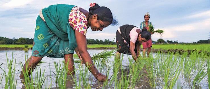 Kharif sowing grows 10% till June 20