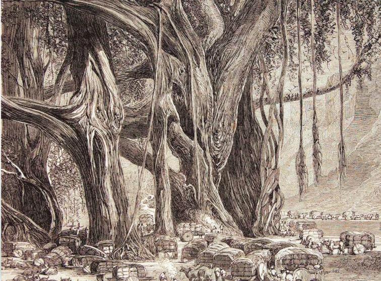 150 Years From The Banyan Tree