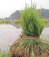 Kharif sowing completed in 65% of area