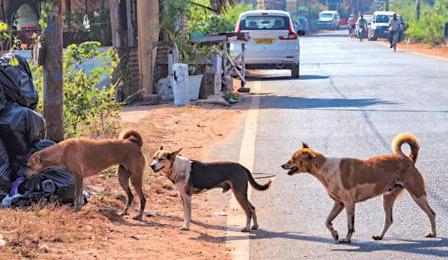 Anti-rabies vax sales pick up as dog bite cases jump