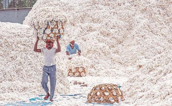 Centre extends duty-free cotton imports till Dec 31