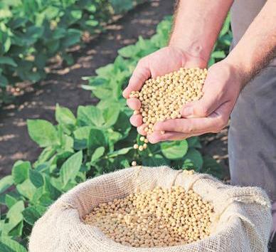 The price trap: Bhavantar, MP’s high-wire act