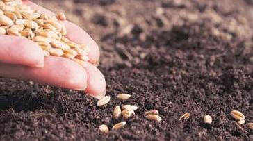 Wheat leads as rabi sowing over in half of normal area