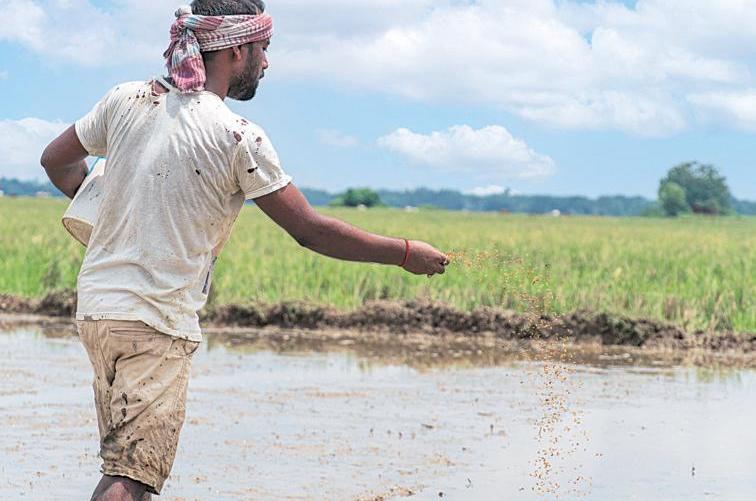 Planting the seeds of change