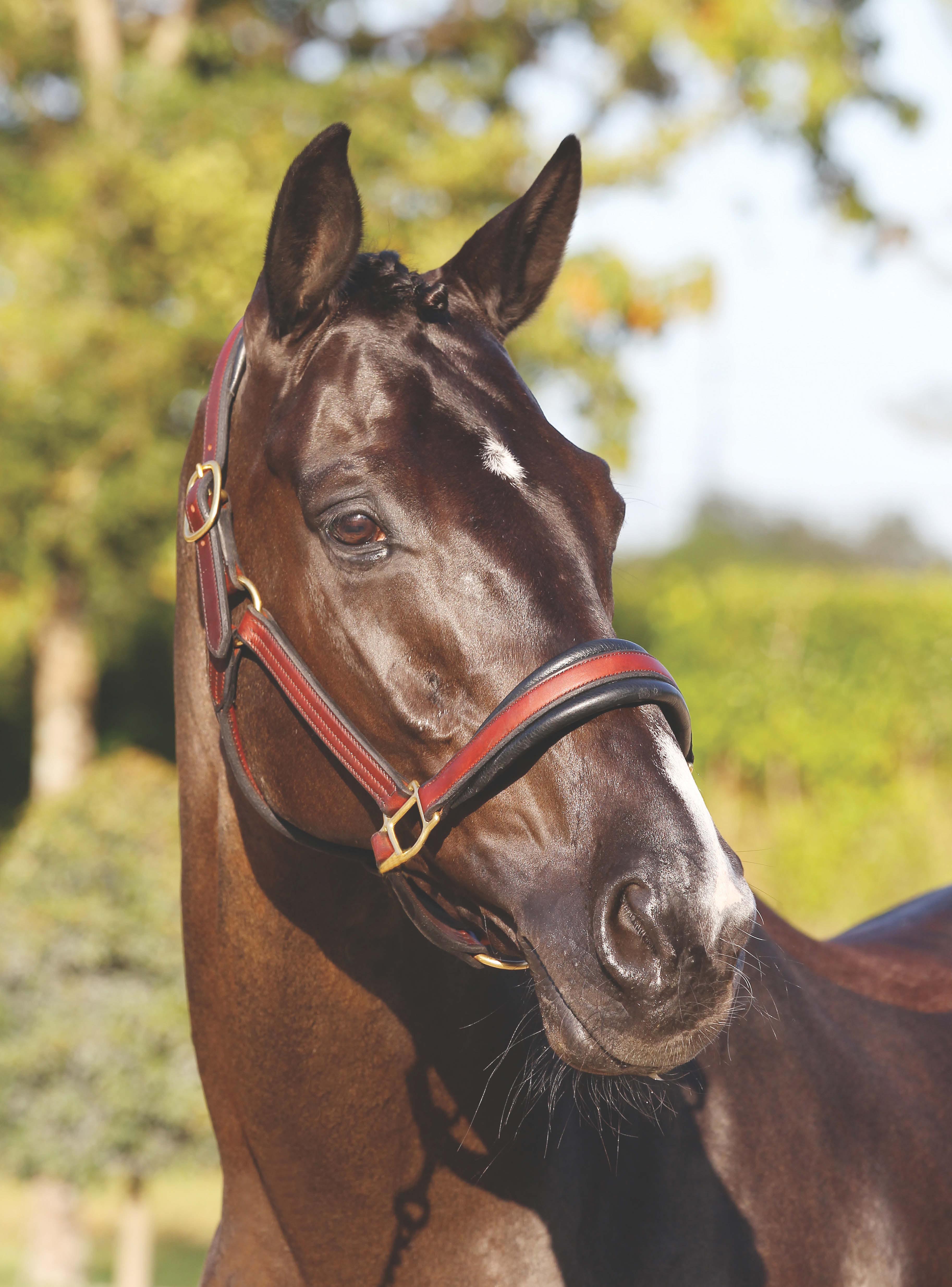 THE HANOVERIAN