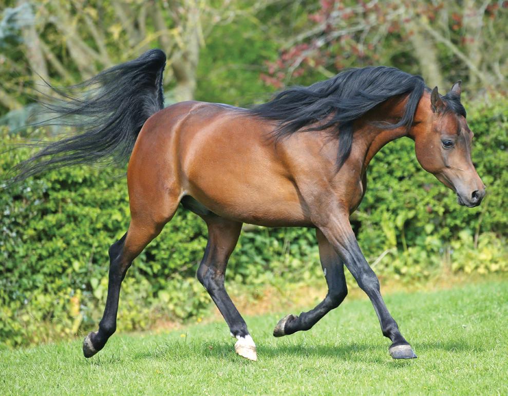 Arabian Horse