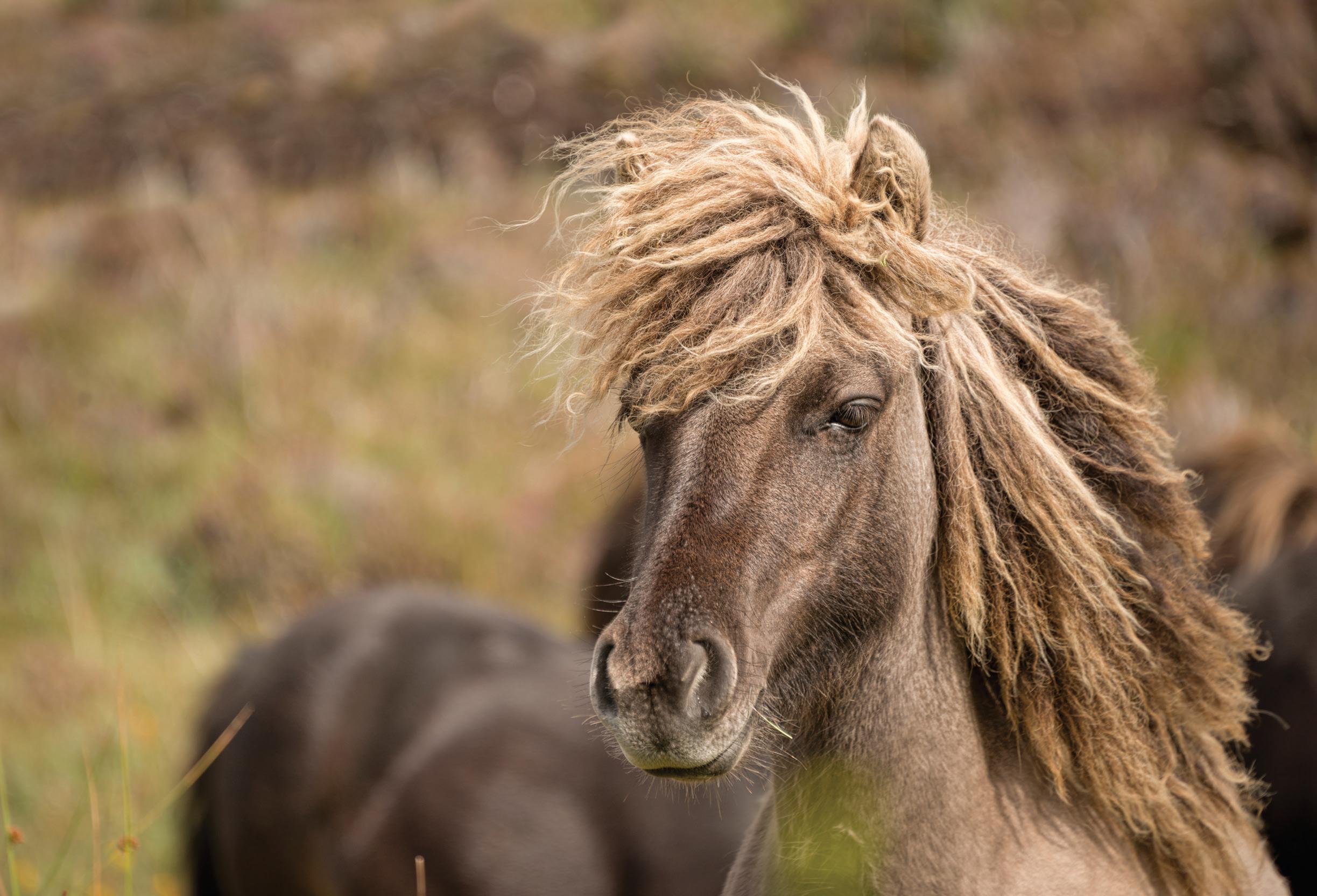 SHETLAND PONY