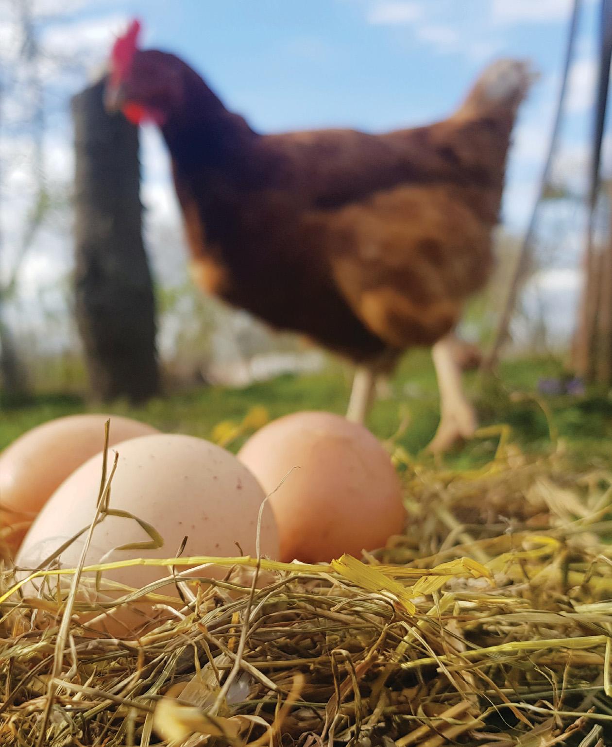 Laying AN EGG