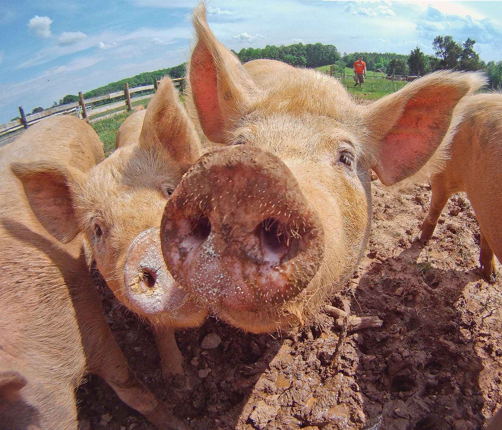 THE ULTIMATE SMALL-FARM HOG Guide