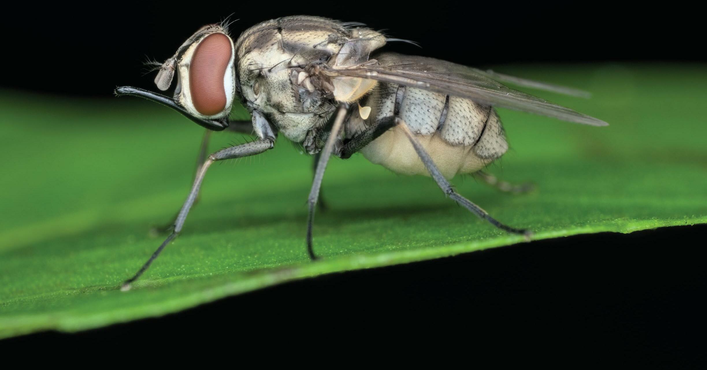 Summer Flies