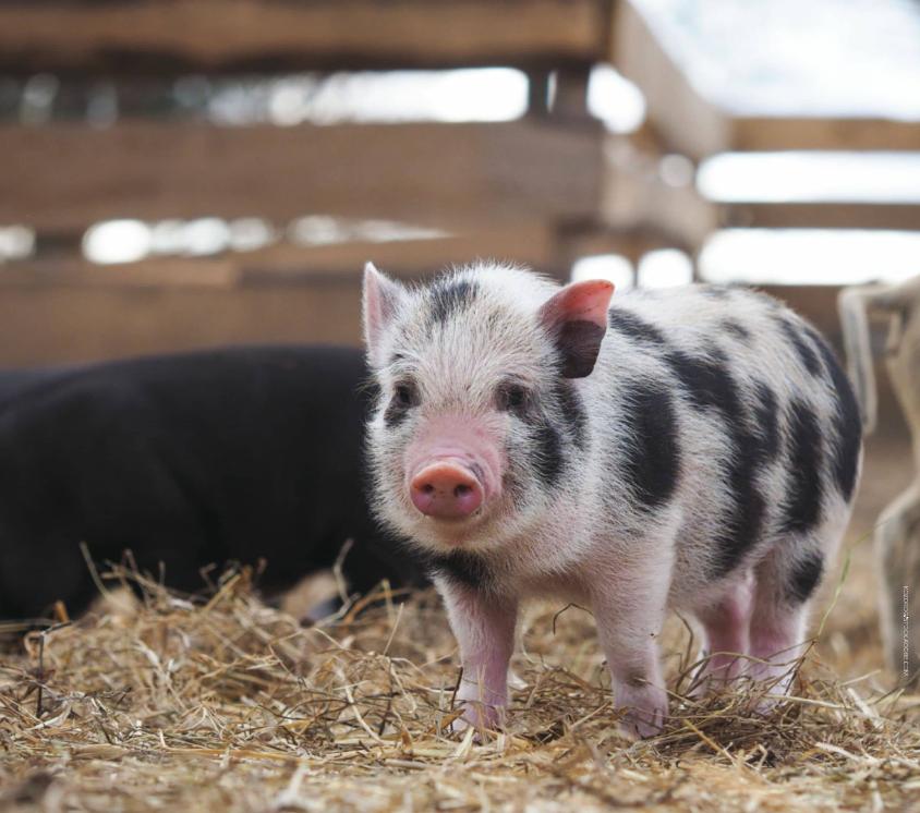 ABOUT HOG RAISING