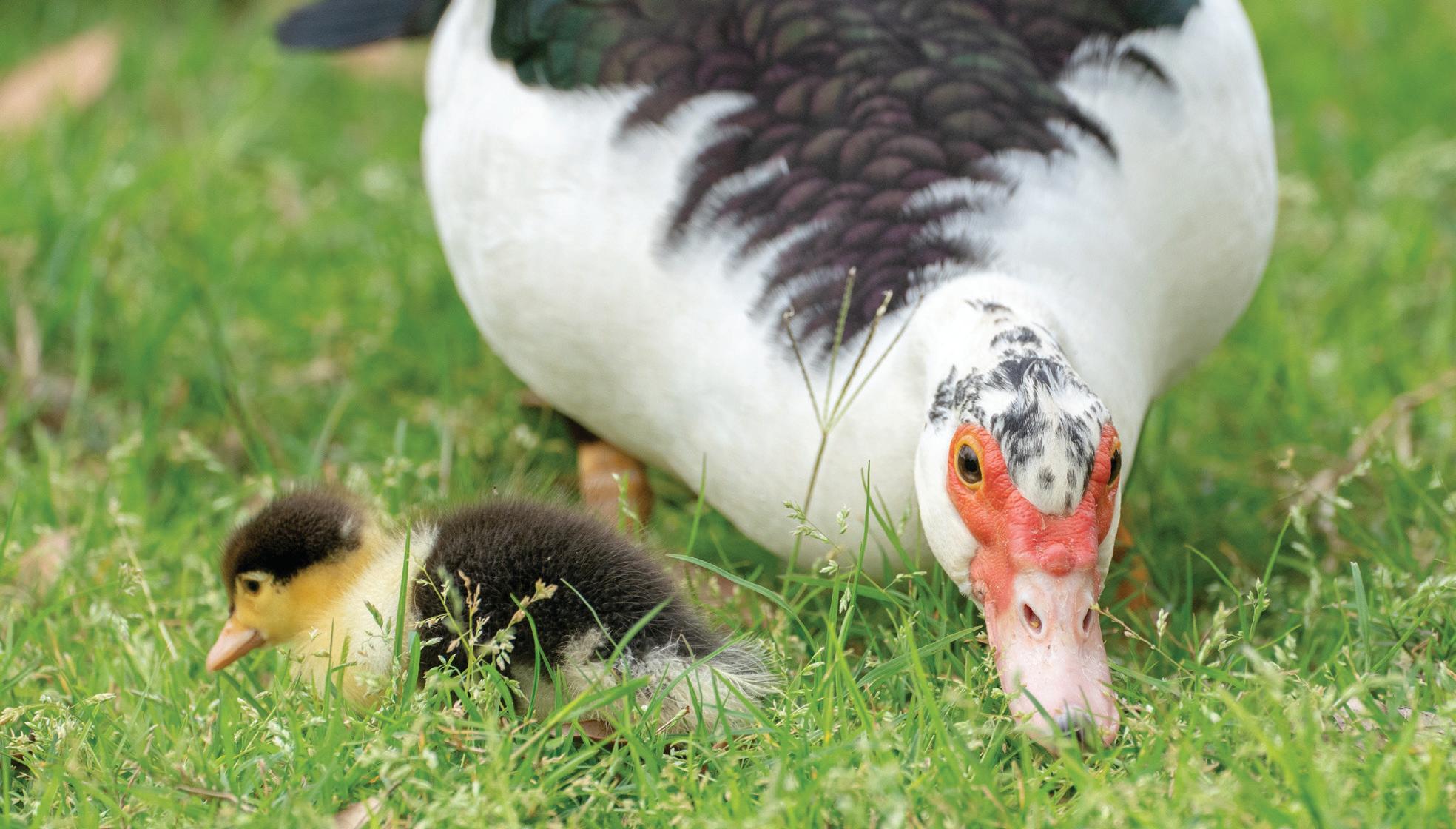 METAL TOXINS & DUCKS