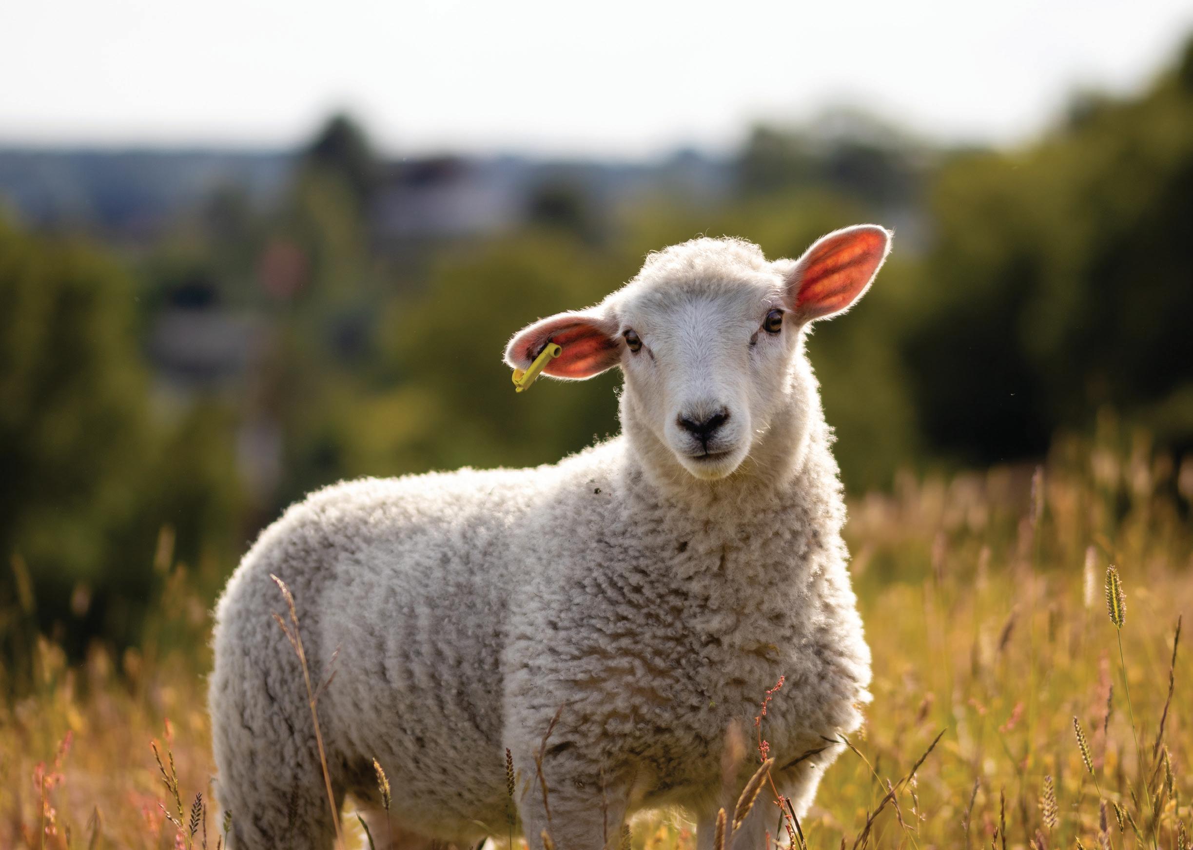 Looking for LAMENESS