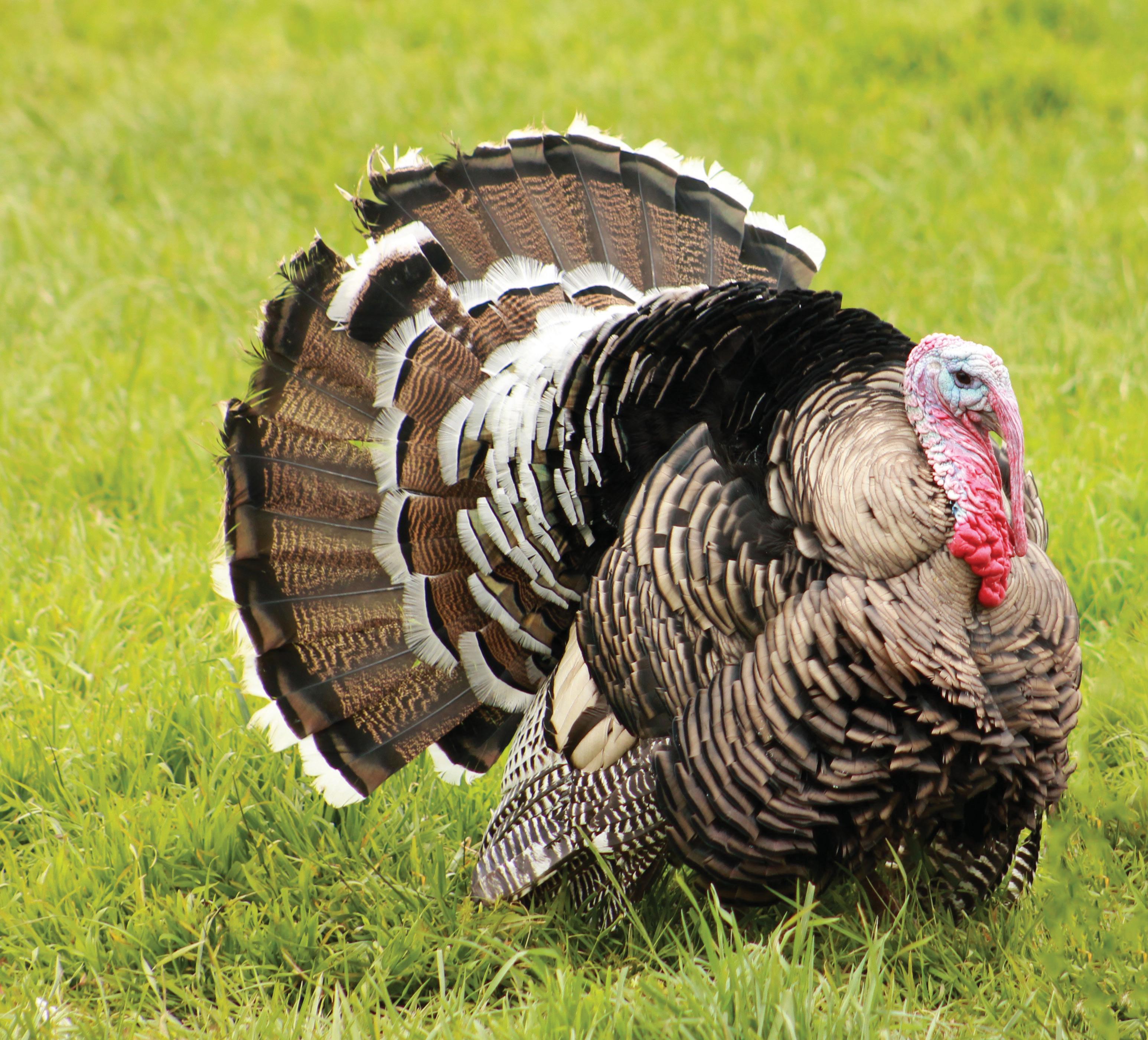 NARRAGANSETT TURKEY