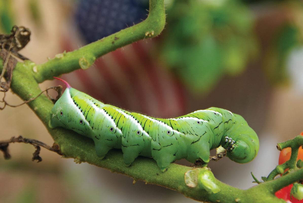 Caterpillar Identification