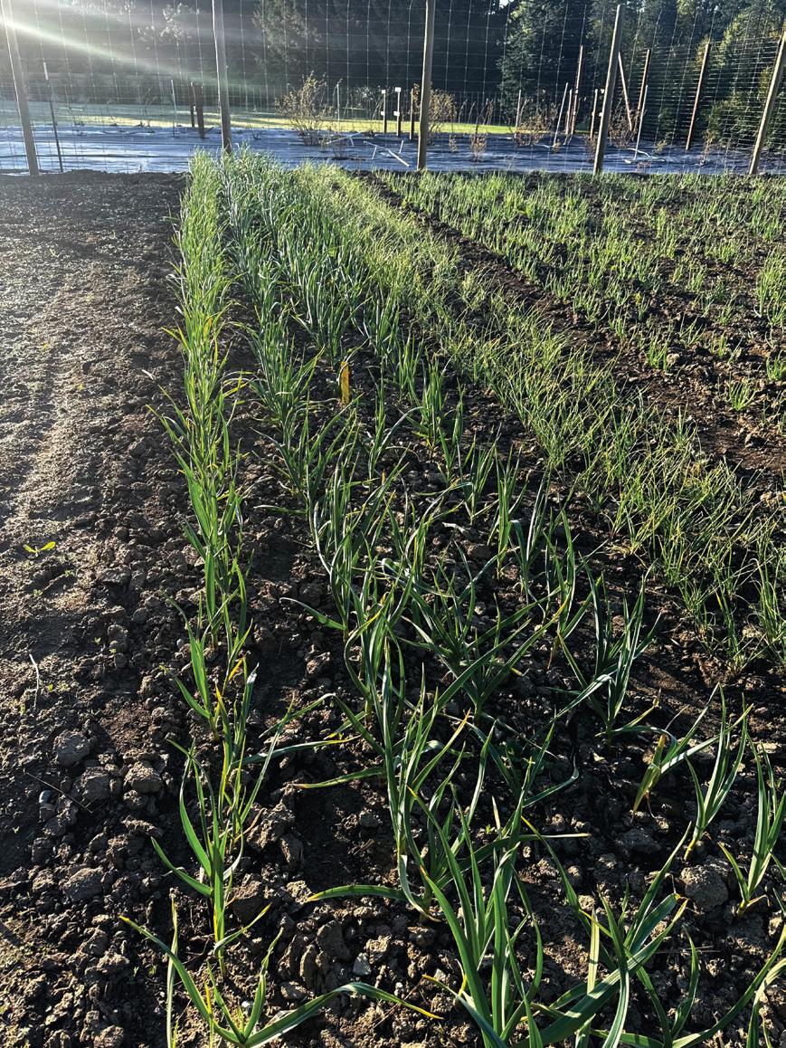 Homegrown Garlic