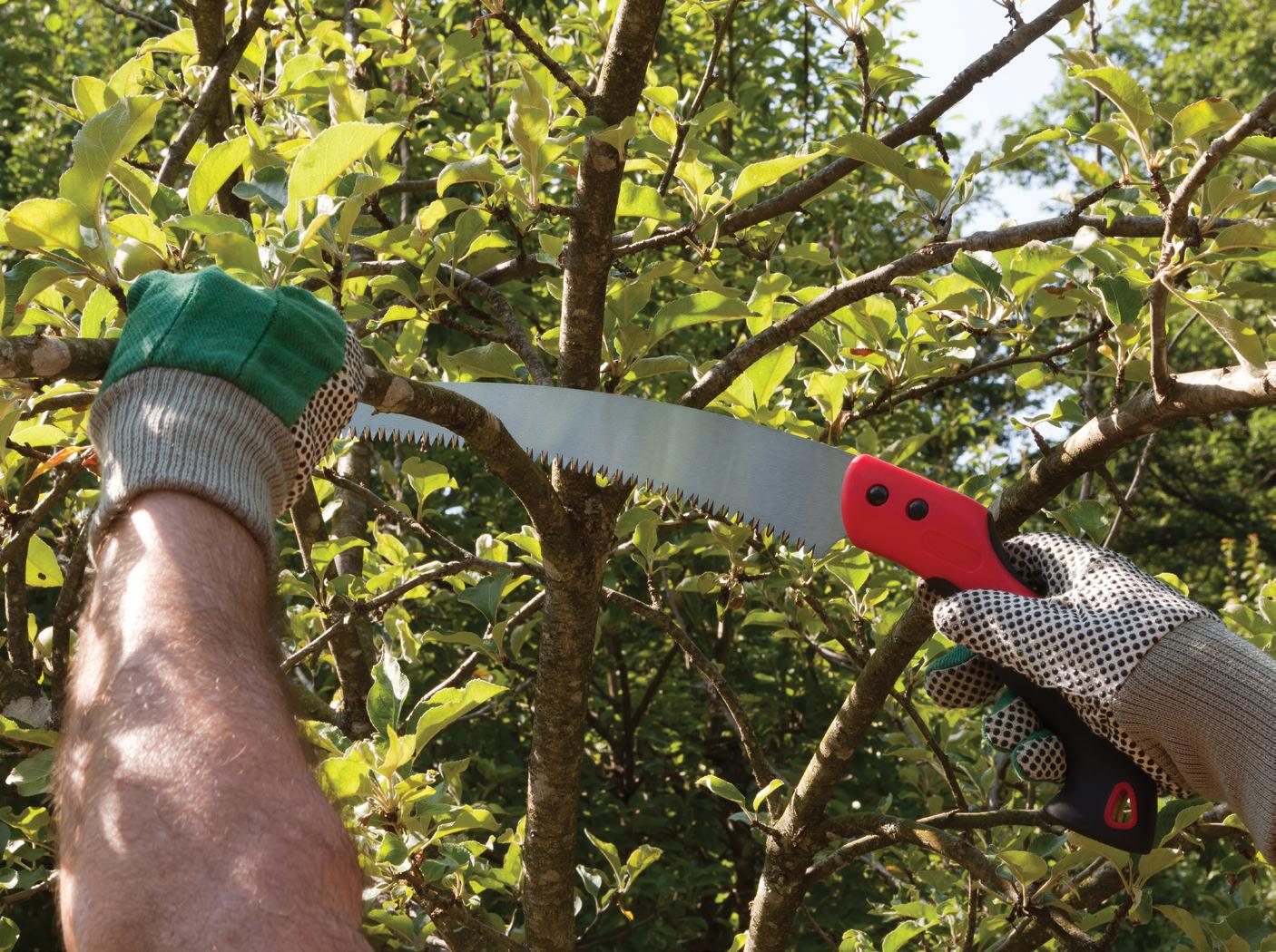 Apple Tree Pruning