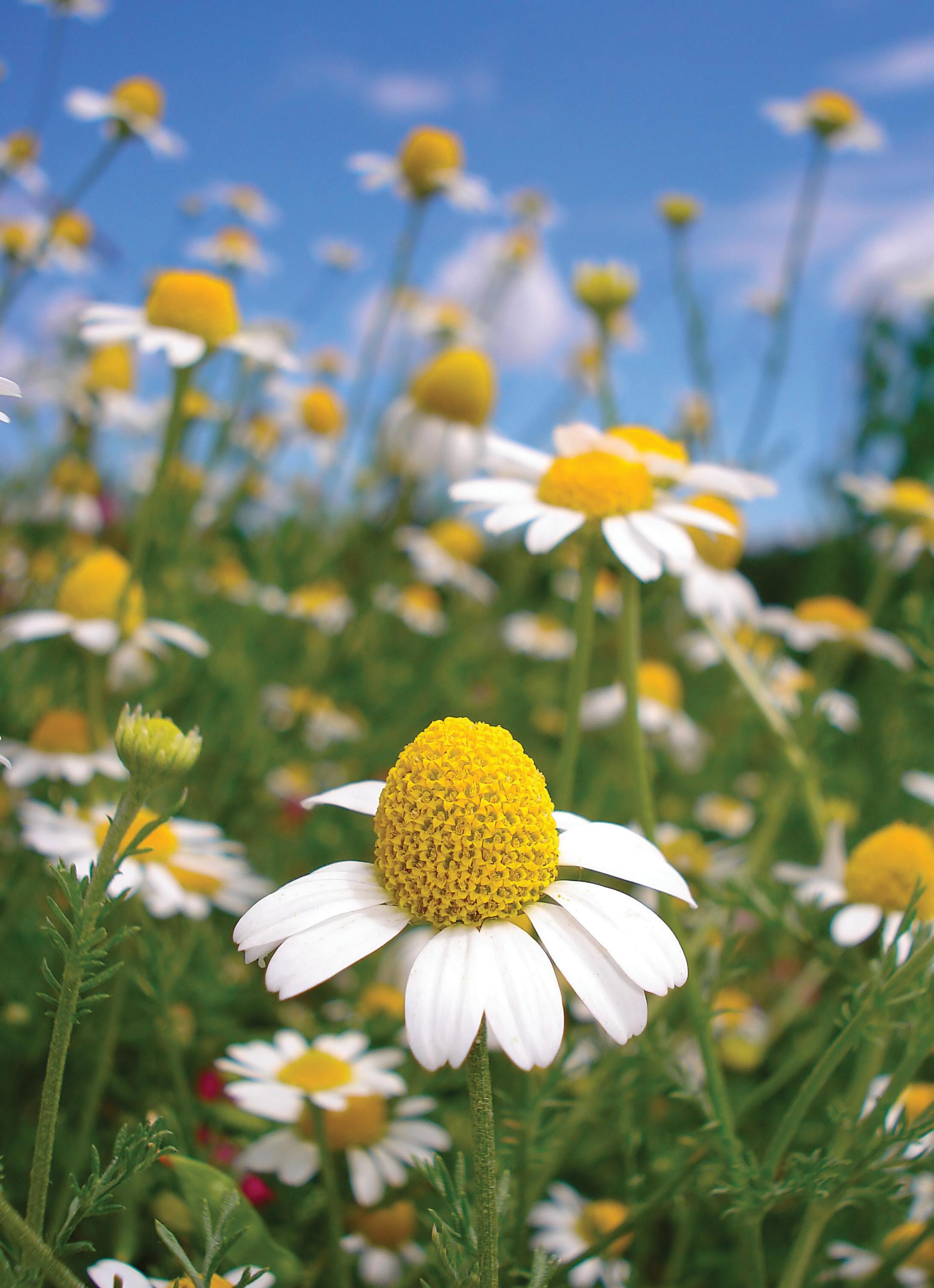 Chamomile