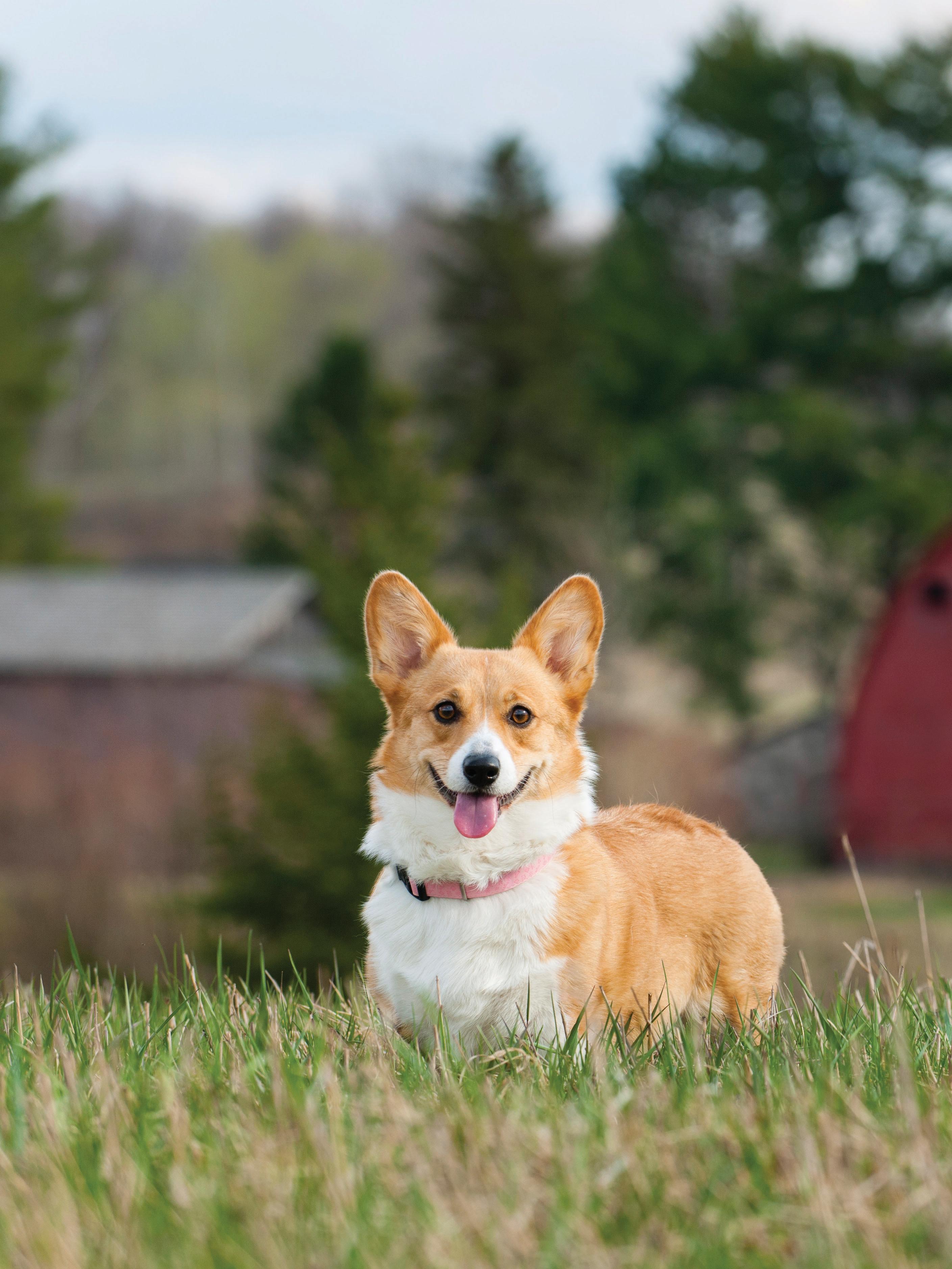 Faithful Farm Dogs