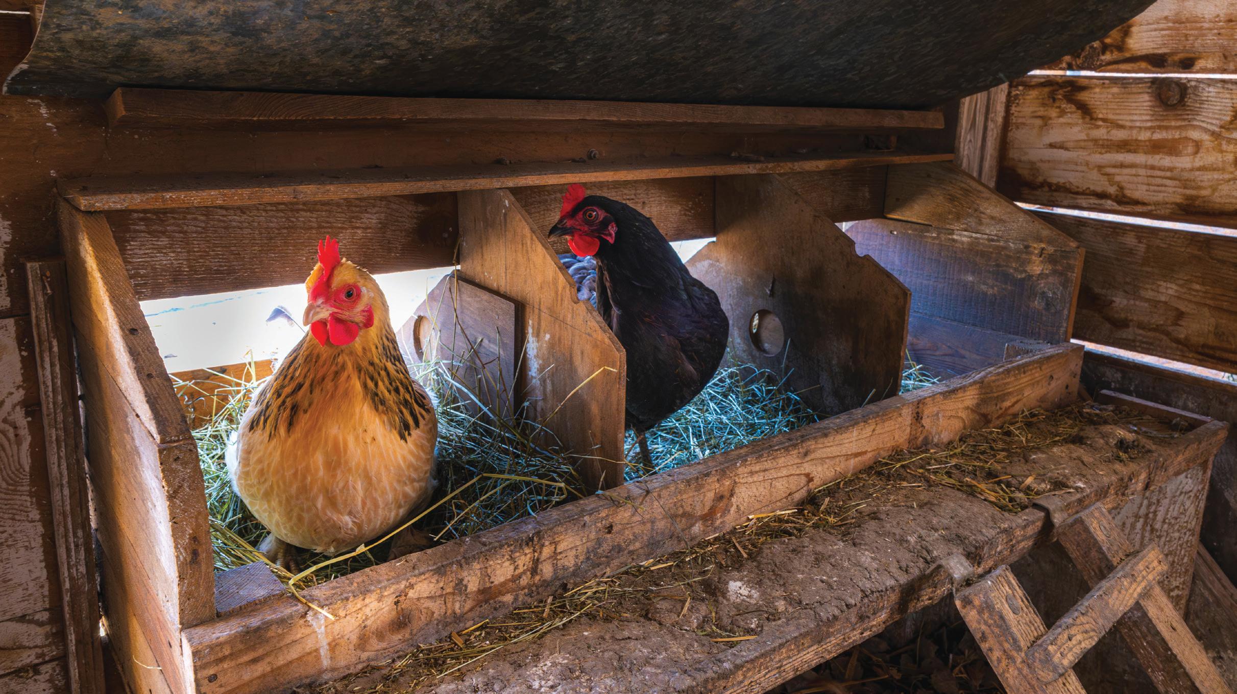 EGGS IN WINTER