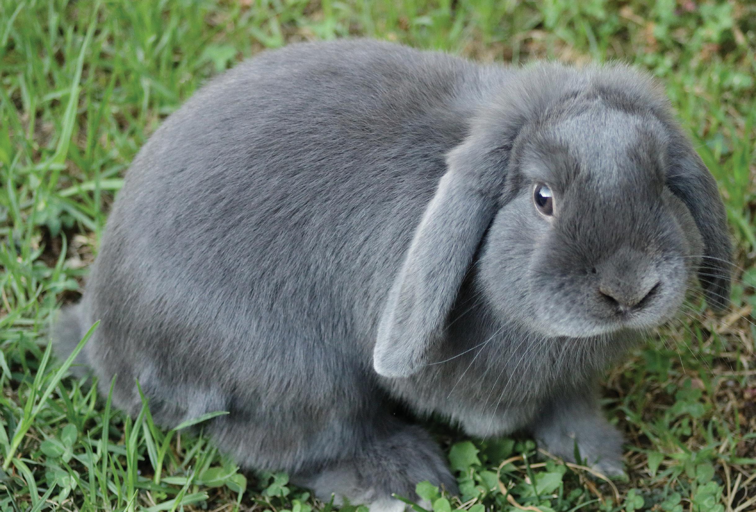 MINI LOP RABBITS