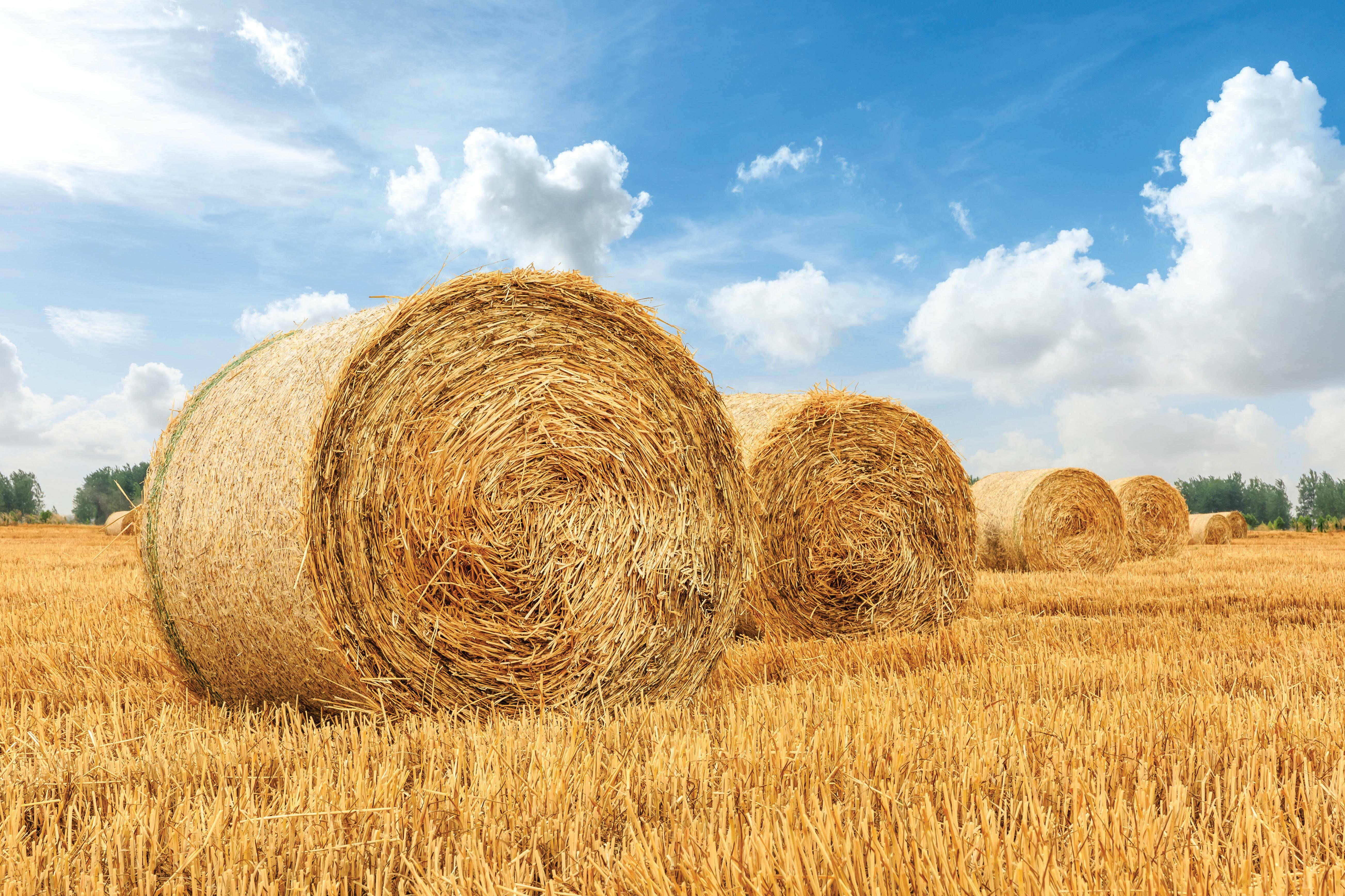 HAY STORAGE