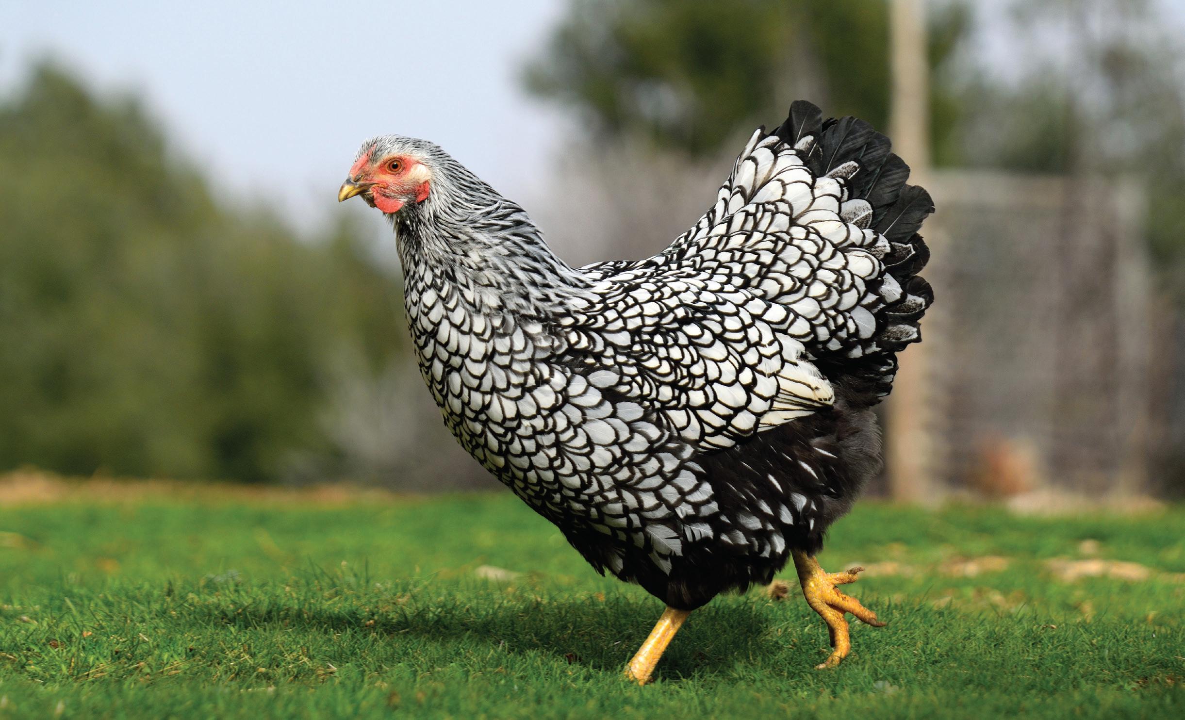 CONSERVATION FLOCKS