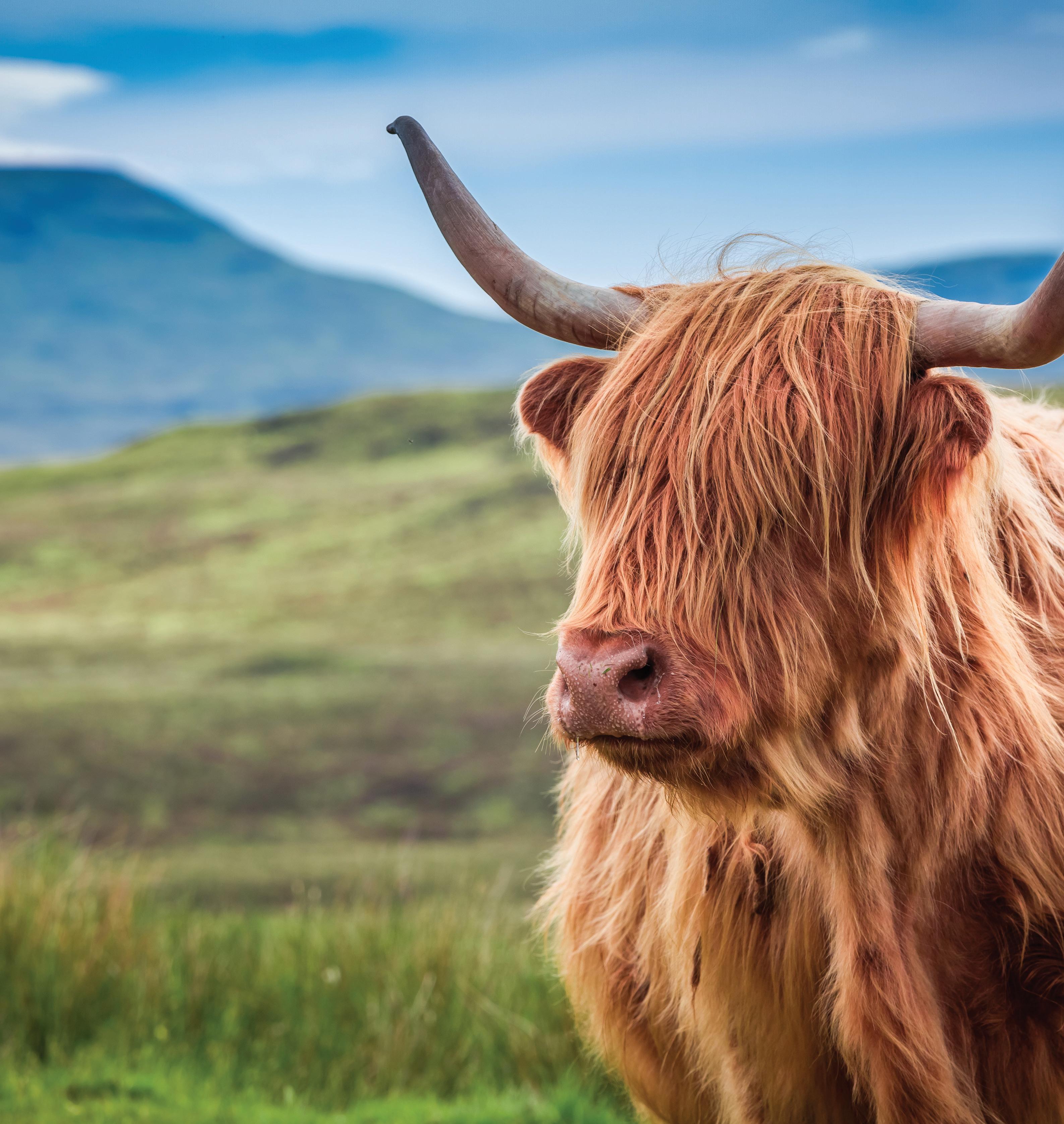 HIGHLAND CATTLE