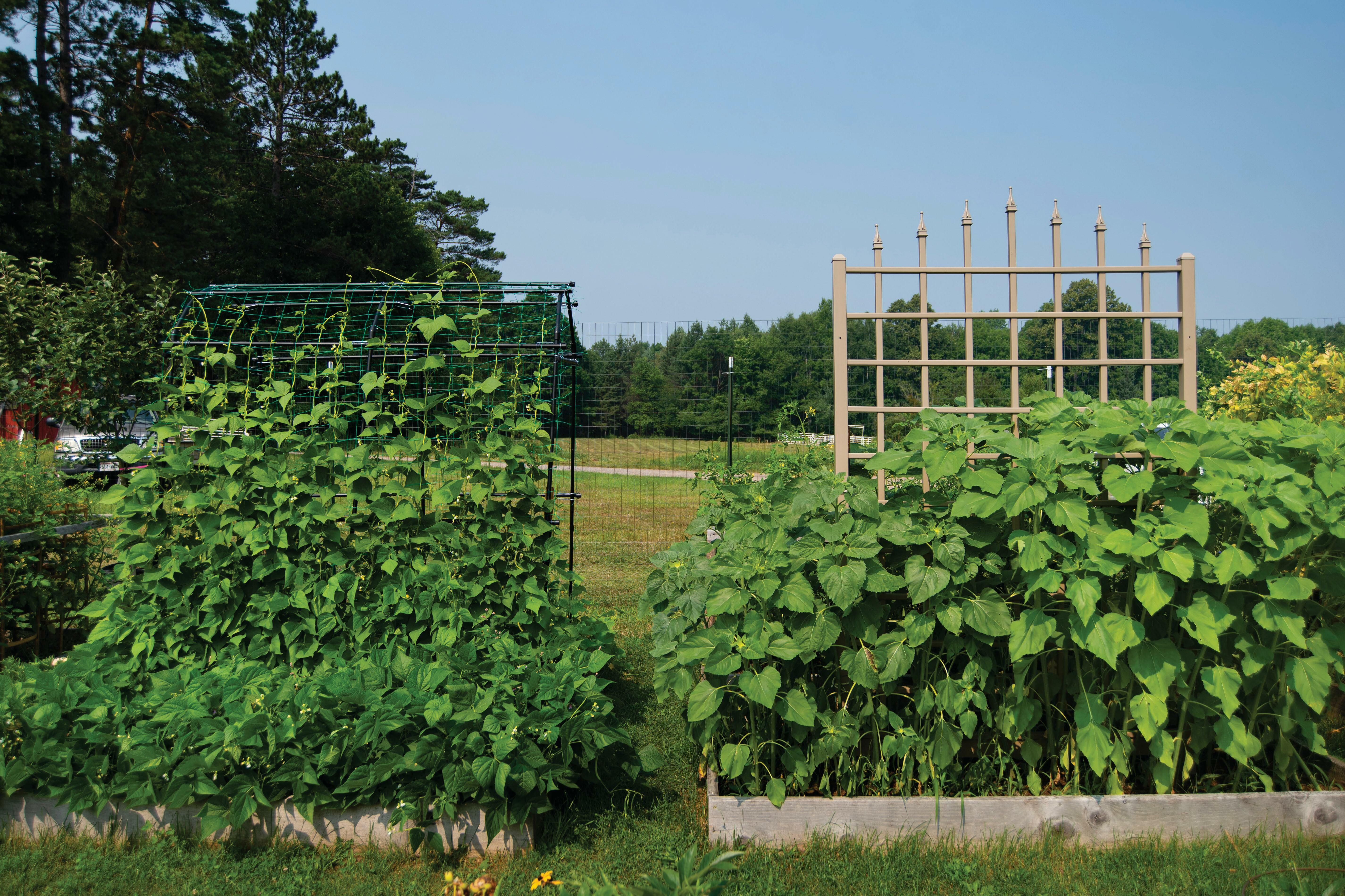 Garden-Scale Crop Rotation