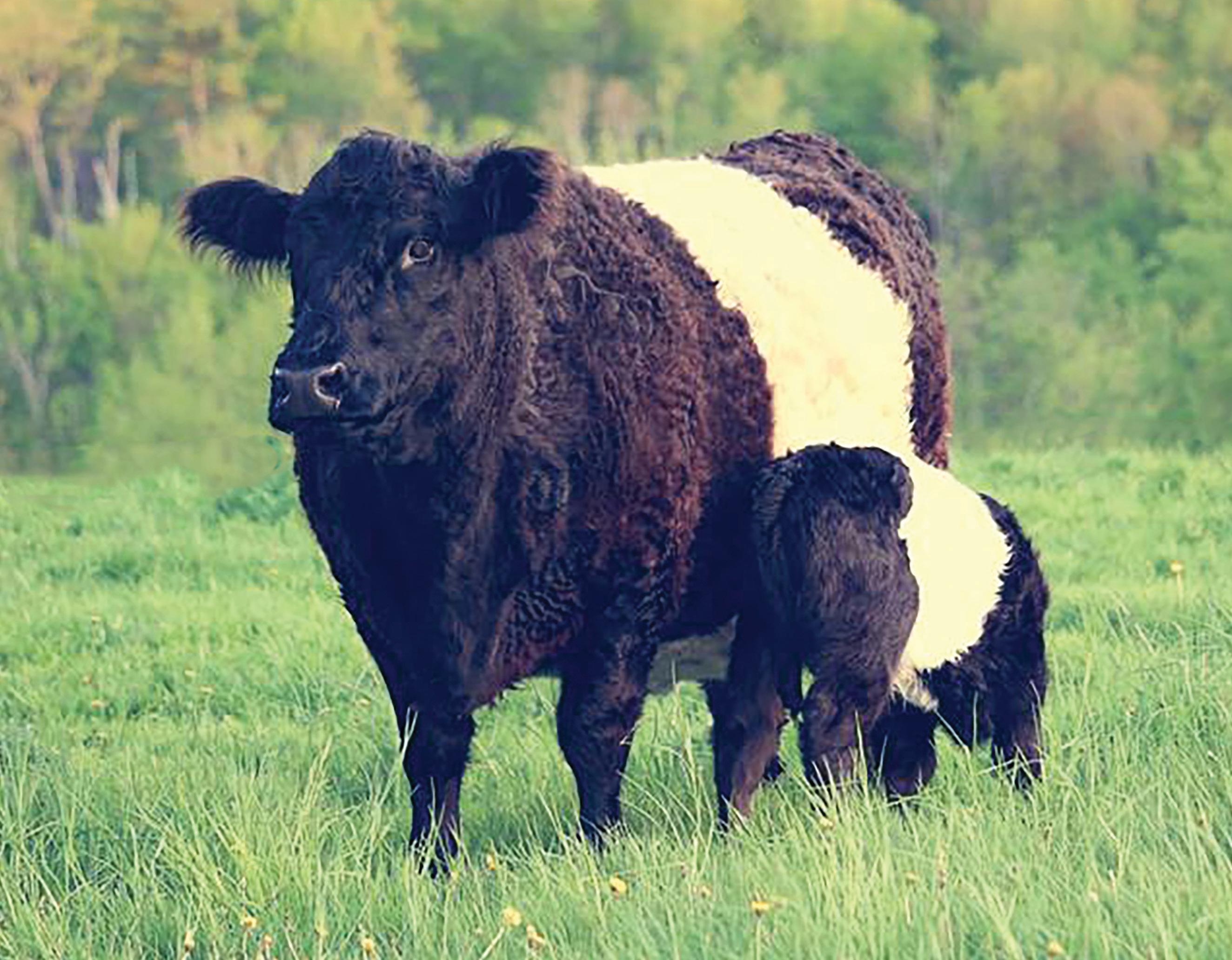 BELTED GALLOWAY CATTLE