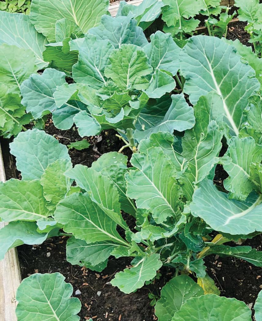 Hardy Greens for All Seasons