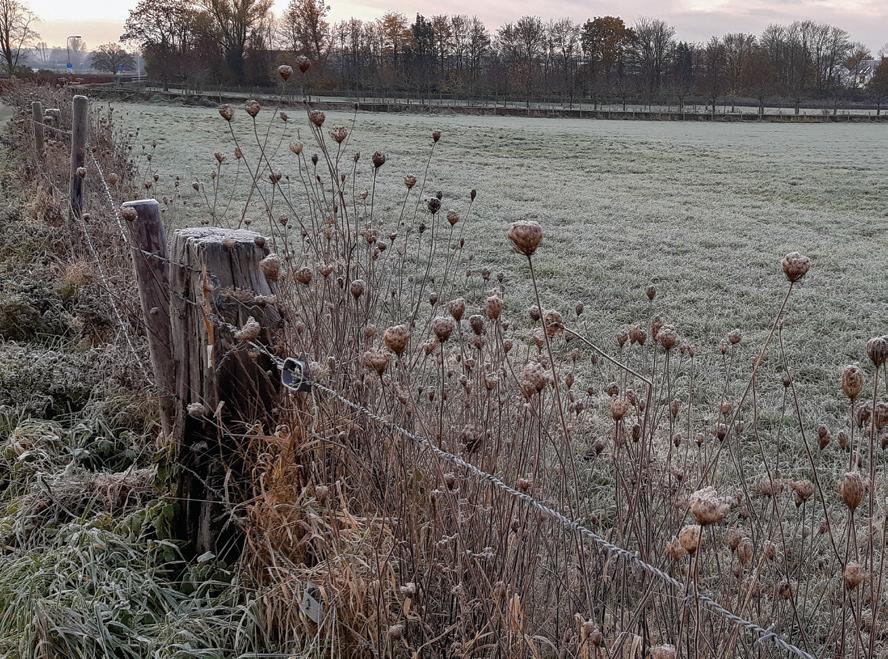 February Is Frost Seeding Month