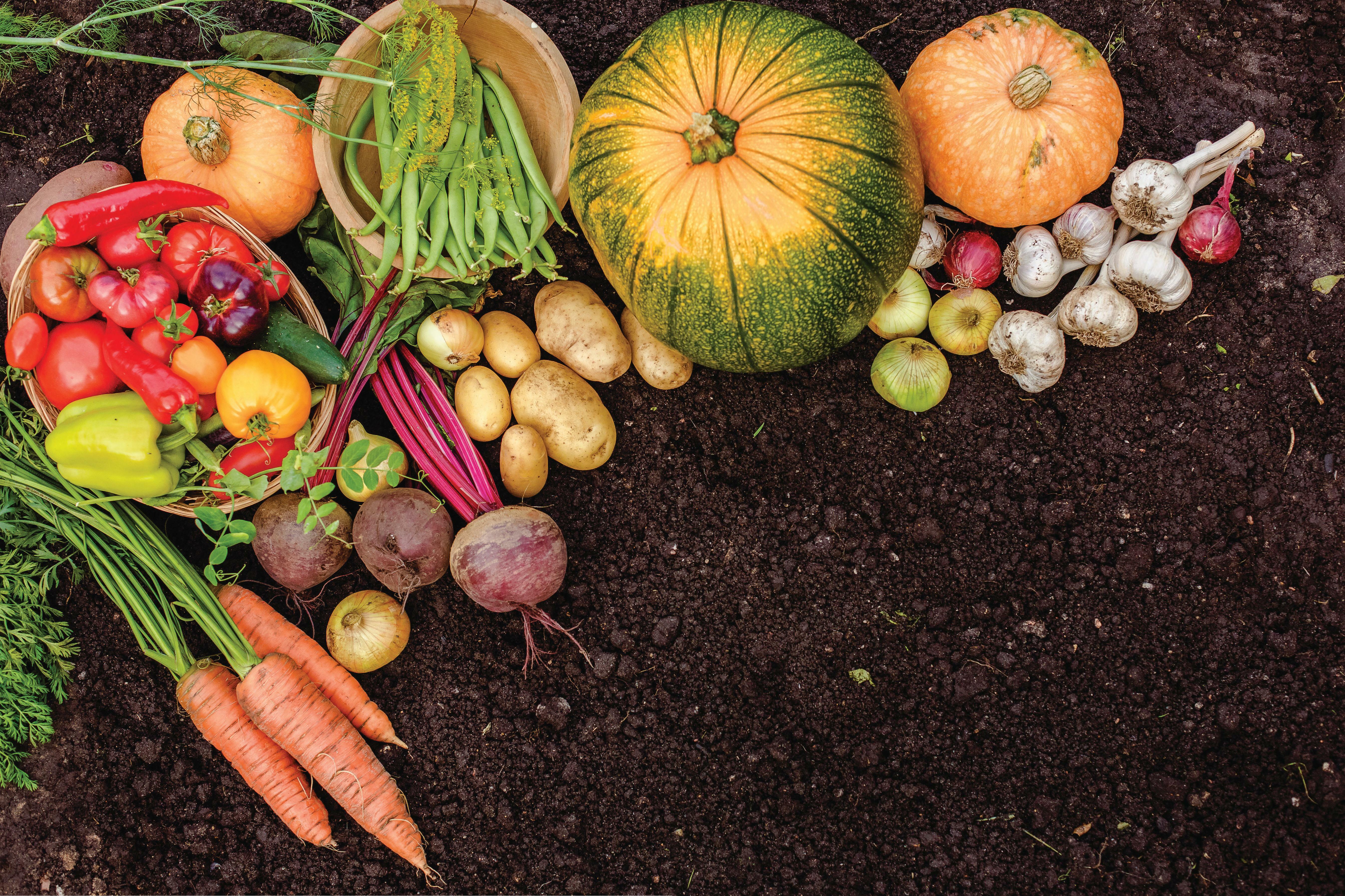 NEW YEAR, NEW CROPS