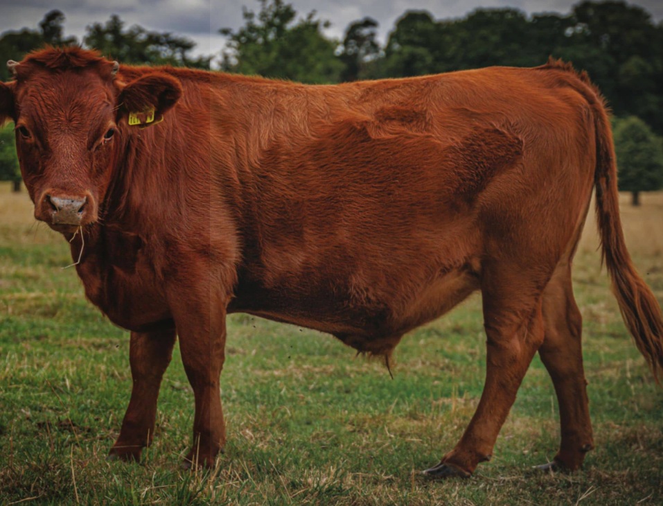 DEXTER CATTLE