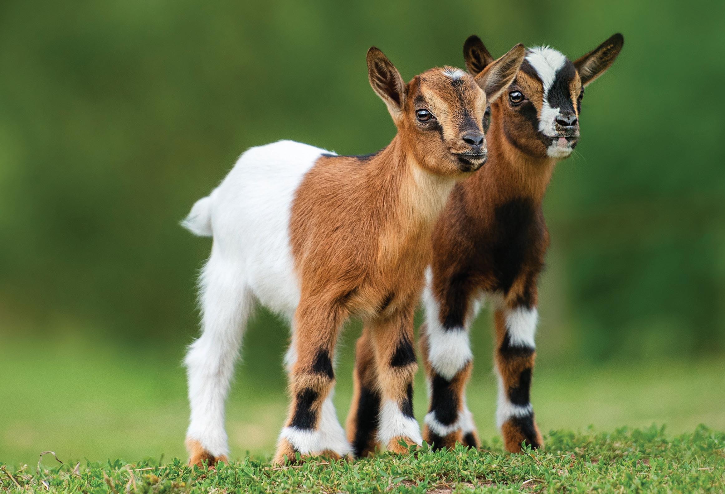 Goat Parasites