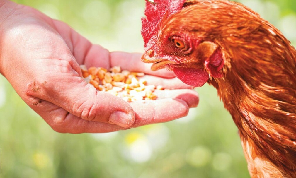 Feeding Fowl