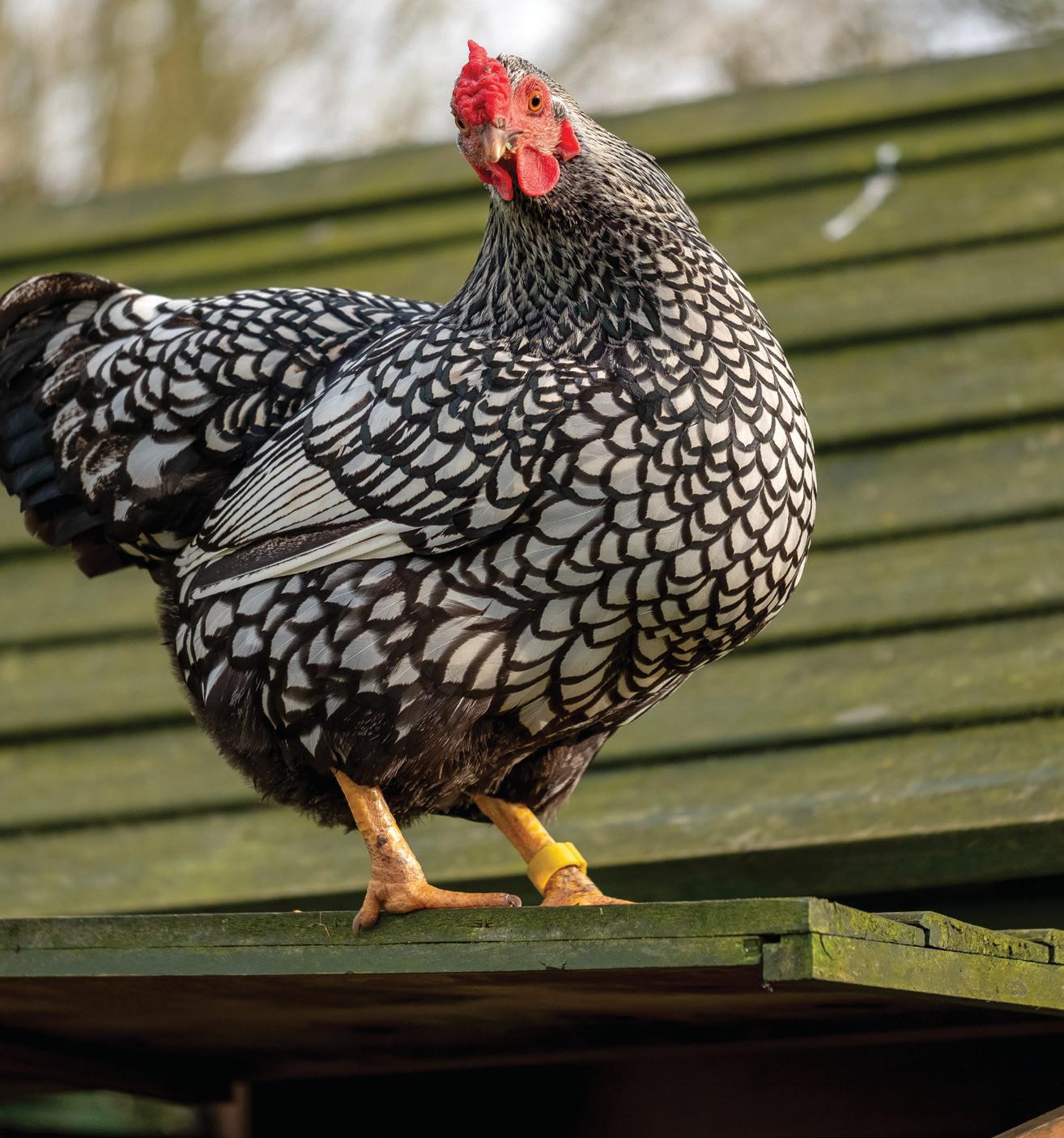 ALPHA Hens