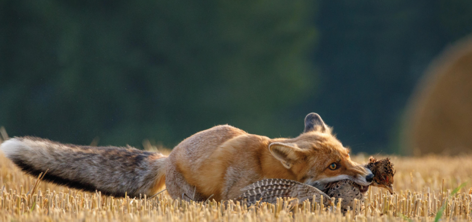 Potent PREDATORS