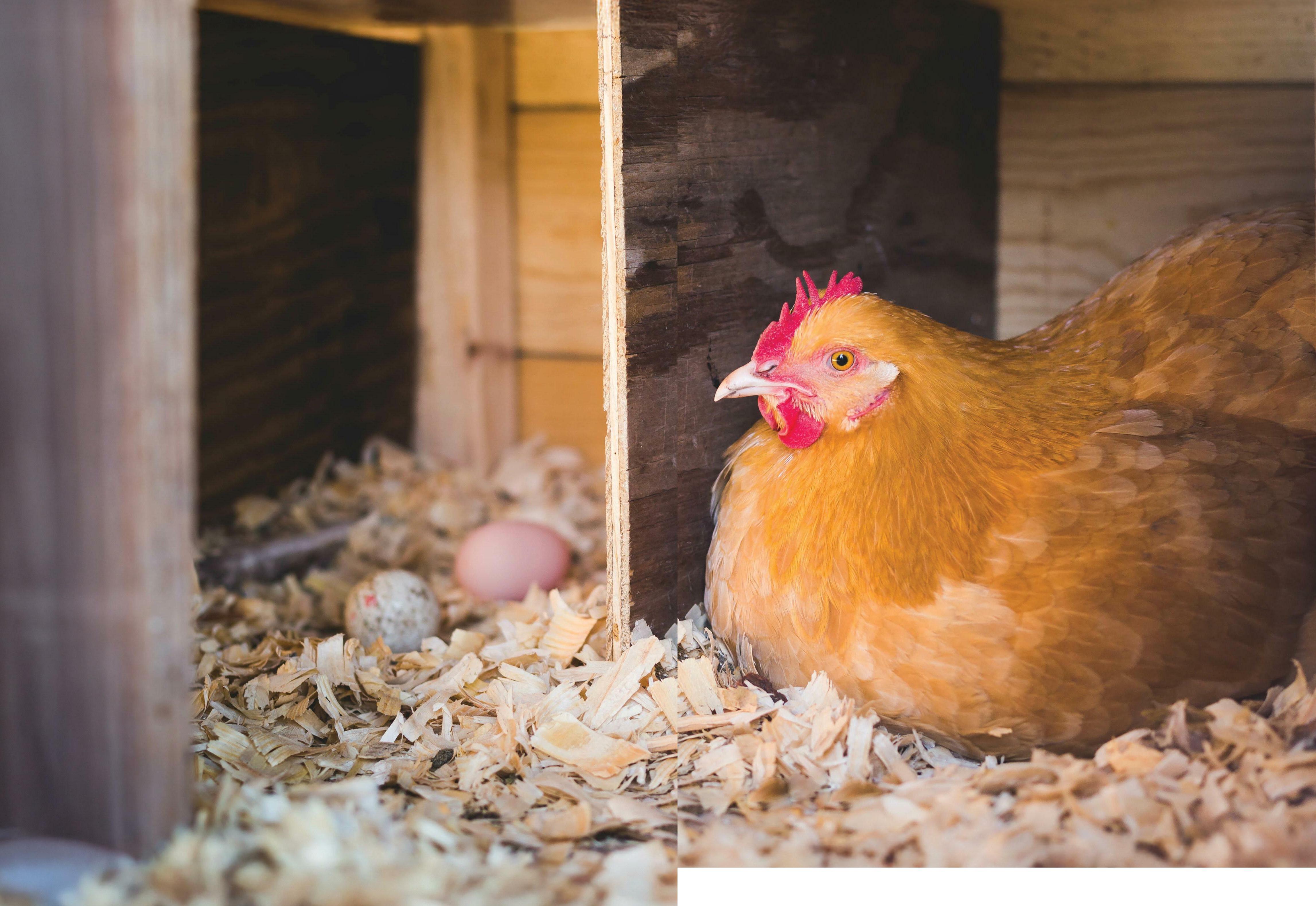 Pullet Priming
