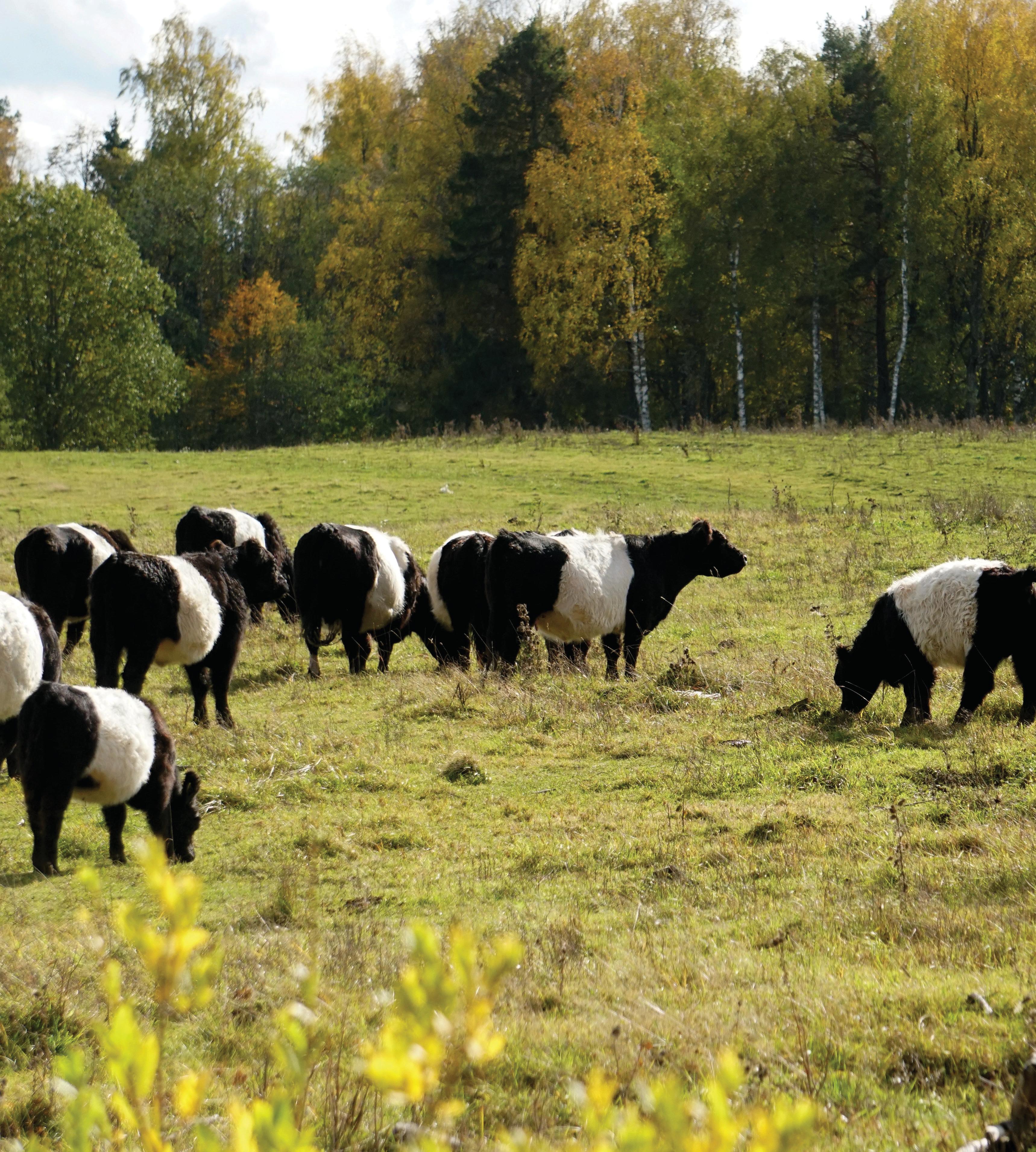 BELTED GALLOWAY CATTLE