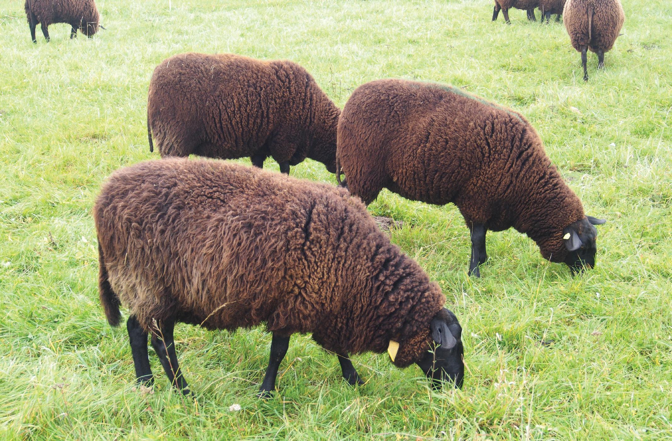 Got (Sheep) Milk?