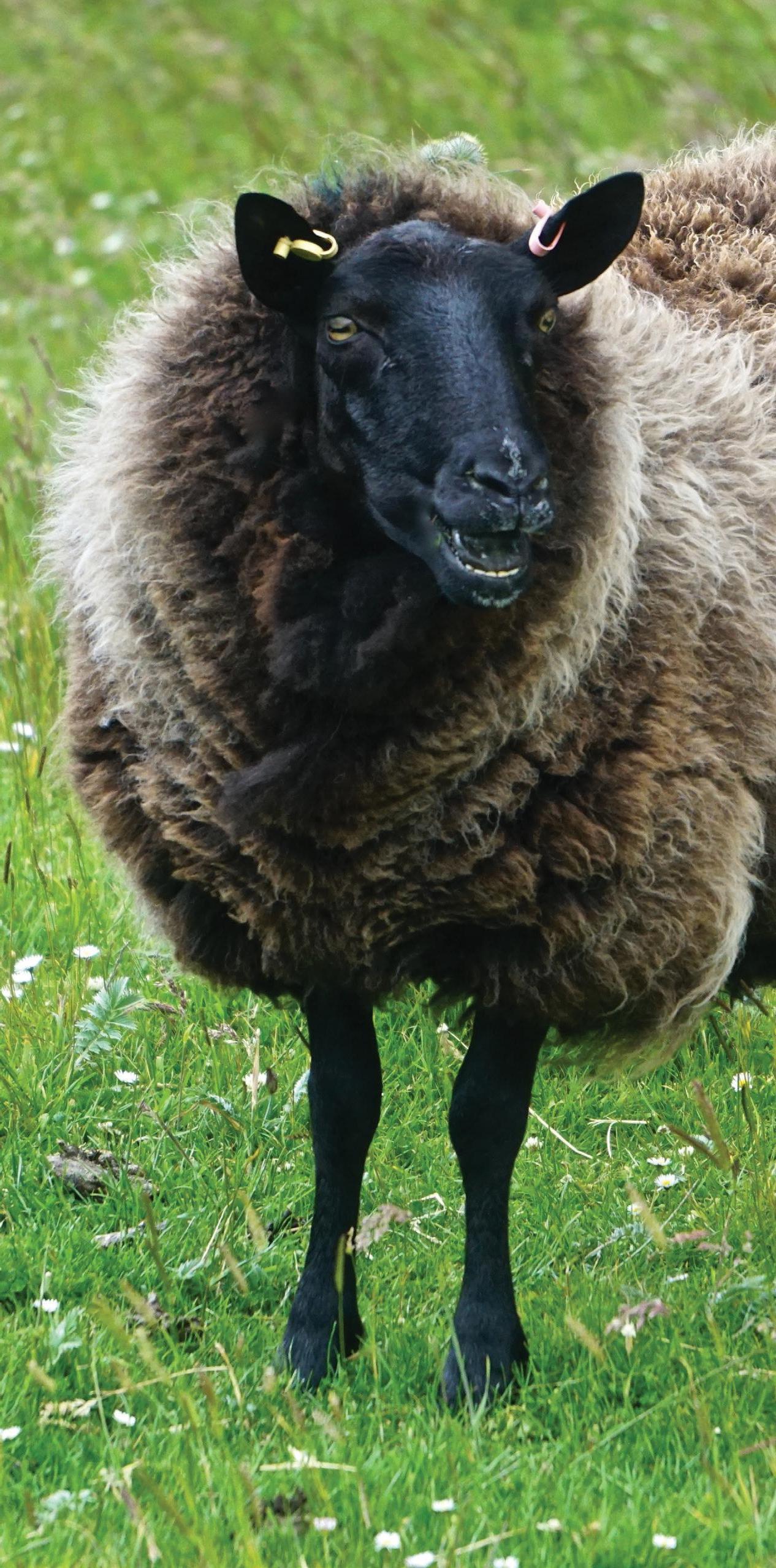 SHETLAND SHEEP