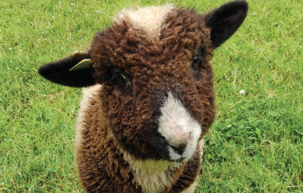 HARLEQUIN SHEEP