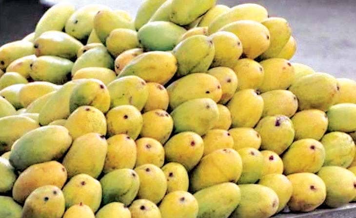 दशहरी आम कोरोना से हुआ तमाम