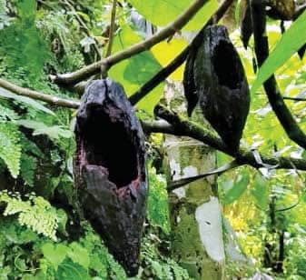 ഉത്പാദനക്കുറവ്: നട്ടം തിരിഞ്ഞ് ഹൈറേഞ്ചിലെ കൊക്കോ കർഷകർ