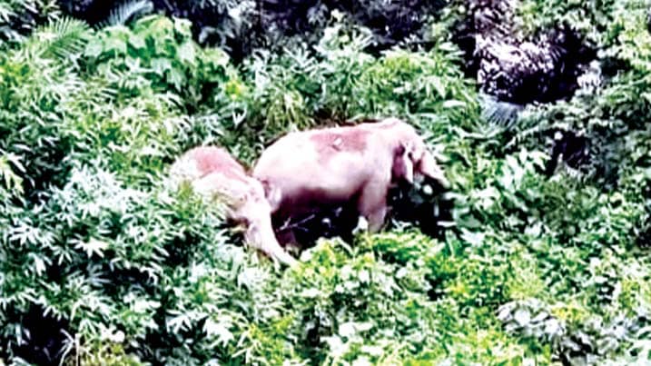 പട്ടാപ്പകലും ദേശീയപാതയിൽ കാട്ടാനകൾ വിലസുന്നു; വിനോദസഞ്ചാരികൾ അടക്കം ഭീതിയിൽ