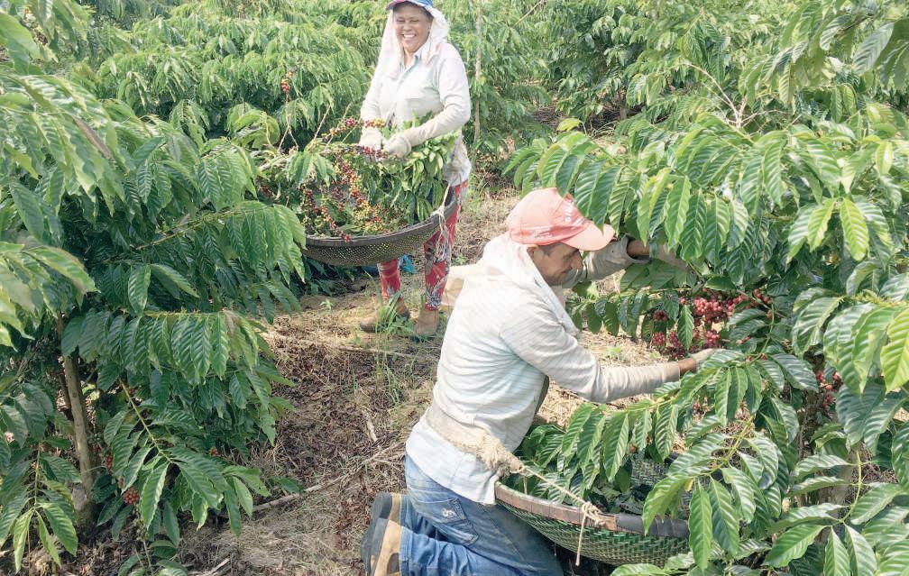 Coffee export prices may rise further globally this year: FAO