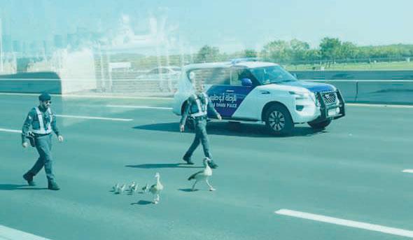 Abu Dhabi Police shield duck family from busy traffic